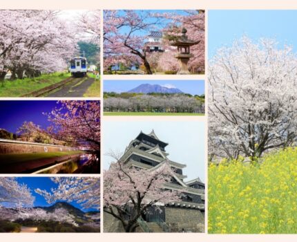 【2024最新】九州賞櫻景點｜熊本、大分、長崎、佐賀、鹿兒島和宮崎櫻花景點共17個一次看。